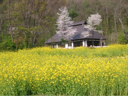 アルプス公園 春の菜の花畑